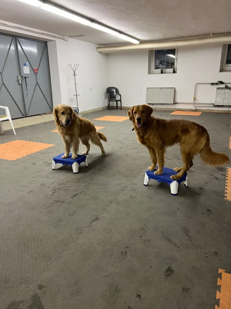 Trainingshalle der Schnauzen-Uni Hundetraining in Ludwigsfelde